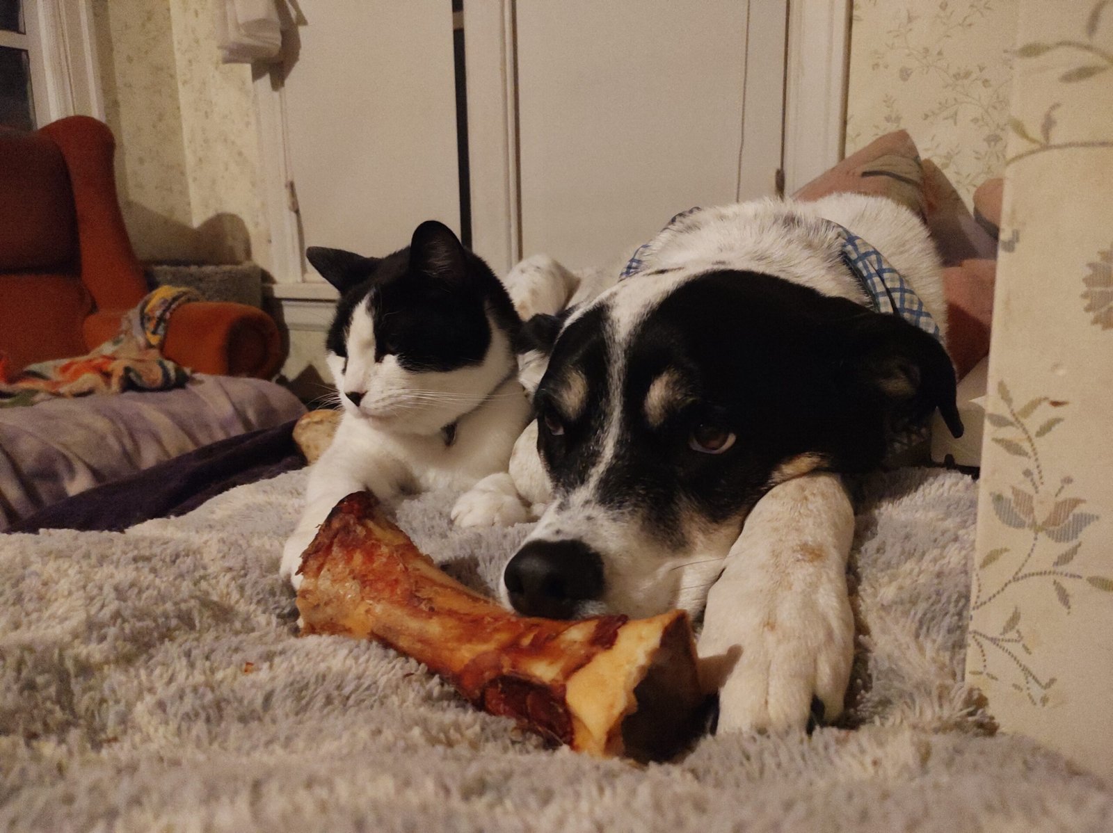 IMG_20250131_220557358